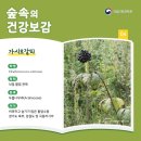 건강보감 이미지