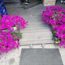 시월애도토리 이미지