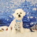 플라워퍼피 이미지