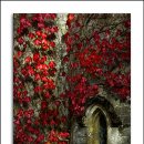 하늘담쟁이 이미지