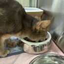 프렌즈동물병원 | 동탄 이프동물병원 고양이 담낭제거술 담석제거수술후기 포기하지 않았기에 만난 기적 우리 줄리 이야기