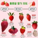 가온태양광 | 봄 딸기의 부활