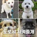 지켜줄개 | 인천 유기견 보호소 &#39;도로시 지켜줄개&#39; 후원 후기