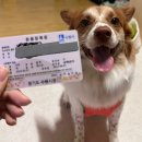 다다다펫그루밍 | 5. 아기강아지 중성화 하다