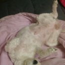 김태화동물병원 이미지