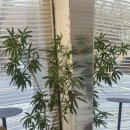 하은 | 연남동미용실 어네프 하이레이어드컷 후기 '하은 디자이너'