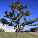 조록나무 뿌리 형상물 | 제주 여행/돌 문화공원, 설문대 할망과 오백 장군의 돌에 관한 주제로 완성된 곳