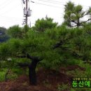 동산조경