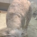 콩몽이네 이미지