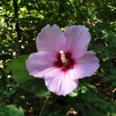 무궁화 행정사무소 이미지