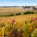 황금의 언덕 부르고뉴 와인 이미지