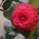 꽃보다닭 이미지