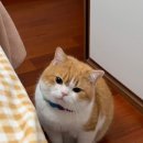 치즈헤어