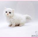 광주고양이분양 제나캣 광주점 | 🐾 광주 고양이분양 매장 중 가장 신뢰갔던 곳, 광주고양이분양 제나캣 광주점 후기💛