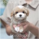 광주강아지분양고양이분양도로시펫
