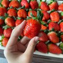 그린청과 이미지