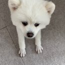 도그이살롱 | 고양 삼송 애견미용 도그이살롱 방문기