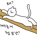 우리동네개냥이 네이버블로그