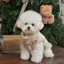 뚱이애견 | DOG-I | 도그아이 강아지 스웨이드 무스탕 패딩 푸들 8kg 애견겨울옷 브라운 XL 내돈내산 솔직후기