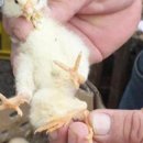 한다리농장 이미지