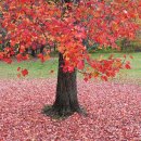 사랑하개 이미지