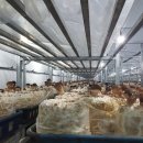 솔티농원 이미지