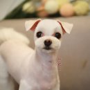 애견미용실 바비펫 이미지