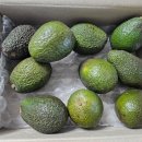 코코 코리아 | 후숙 잘 되는 아보카도 내돈내산 구매후기 - 코코카트코리아