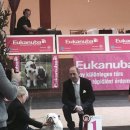 캔디킹 아들 "BLACK-TREASURE DOGS JAY-JAY" 유럽 12개국 챔피언 획득(총 21개의 챔피언 획득) 이미지