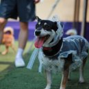 아이도그 이미지