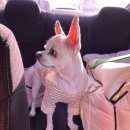 서동 펫스파 이미지