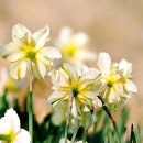 수선화뷰티