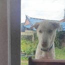 27화: 병치은유는 설명을 멈추게 하고, 사유를 지속시키는 장치이다- 하염없이 슬픈 눈 이미지