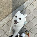 권선초등학교 | 크림이의 일상 :) 나 오눌 미용 했개🐶🐶〰️〰️🤍[토리 멍]