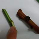 원예기능사 이미지