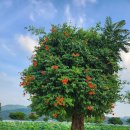 아우라(aura) 이미지