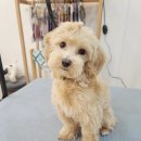 그루밍 하와이 이미지