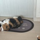 다다그루밍 이미지