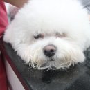 온마음 동물메디컬센터 이미지