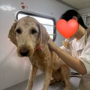 하얀100성주주유소 | [멍즈니랜드] 경주 대형견출장목욕&amp;미용 후기 골든두둘 출장미용&amp;목욕 차안에서 힐링케어