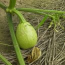 옛고을농장 이미지