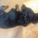 개판살판 이미지