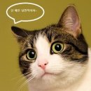 낭만고양이 - 북구 화암1길 34 | 낭만고양이