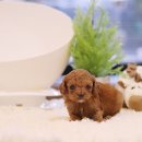 멋진강아지 이미지