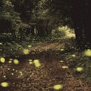 반딧불이마을 영농조합법인 이미지