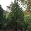 여주-0379 이미지