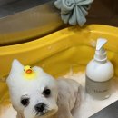 위위그루밍 이미지