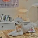 신풍초교 | 김포 강아지케이크 주문제작, 우리 아이 생일은 멍벨 풍무점으로 완벽 준비!