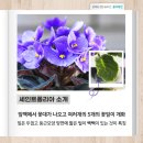 세인트폴리아 이미지