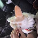 10/18 (토) 동물 행복 페스타 봉사 다녀왔어요 ♥️♥️ 이미지